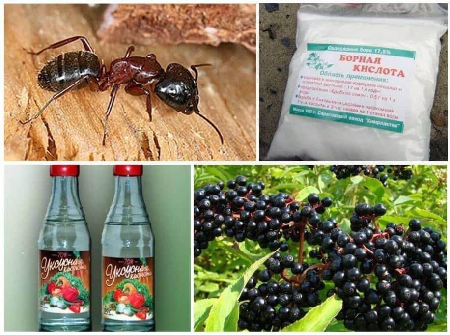  как вывести муравьев в доме 